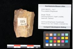 Foto (Objekt + Etikett) von Pinus praelarix Ettingshausen (NHMW-GEO-2024-0188-0315)